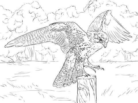 Prairie Falcon Coloring Page